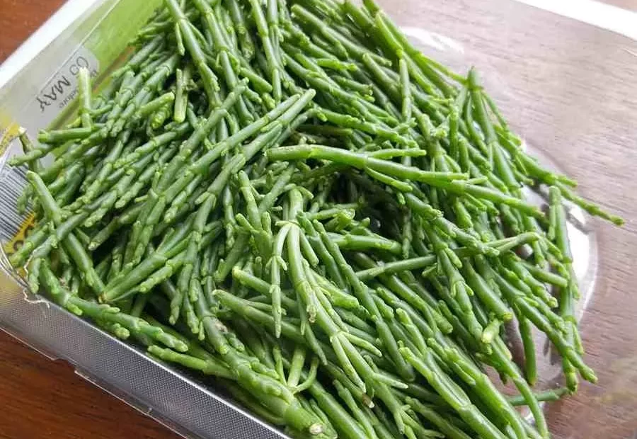 salicornia